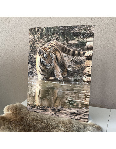 Photos sur Alu Dibond